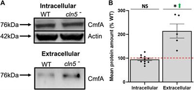 An altered transcriptome underlies cln5-deficiency phenotypes in Dictyostelium discoideum